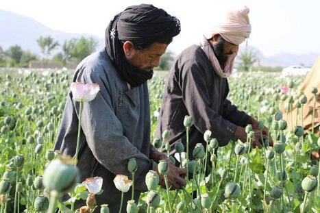 Voici comment la CIA a mené pendant dix ans une opération secrète pour saboter l’opium afghan ...